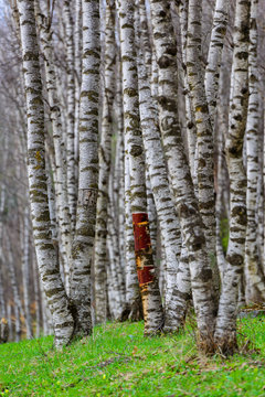 Fototapeta White birch grove in spring