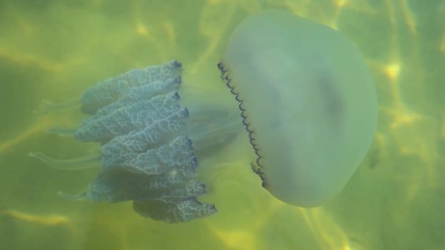 Water and jellyfish. Jellyfish with tentacles in motion. Animal without brain.