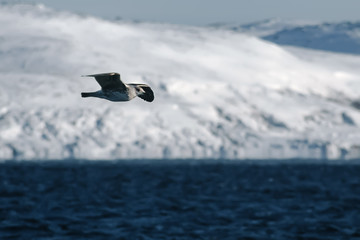Arctic seagull is flying over Barents Sea in Arctic Ocean