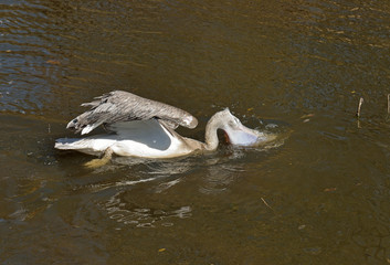 Fototapeta premium Pelican (Pelecanus)