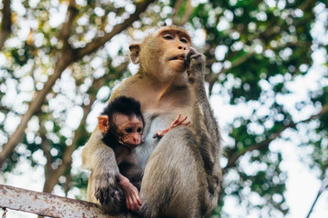 Tender moment in cynomolgus monkey family - mother and child  ( Macaca fascicularis  / Crab-eating macaque) in Sihanoukville, Cambodia, Southeast Asia