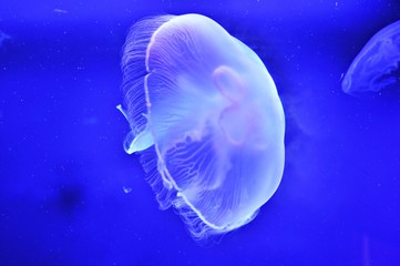 Biologia © Kamila