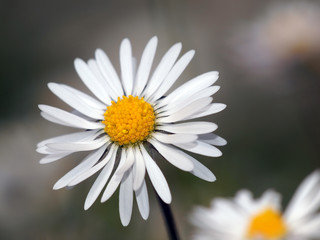 Obraz premium Gänseblümchen