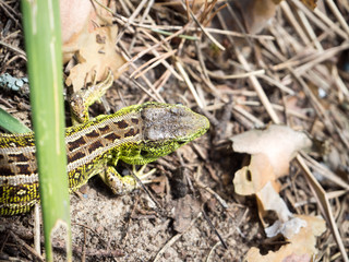 a large green lizard