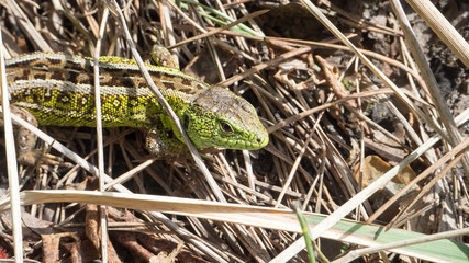a large green lizard