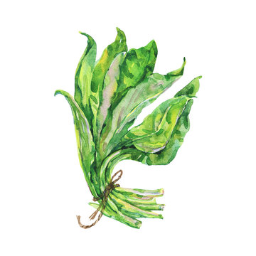 Painting ramson. Hand drawn isolated fresh greenery. Watercolor vegetarian illustration on white background