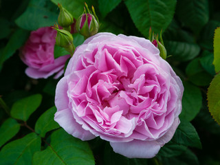 Mary Rose; Englische Rose 