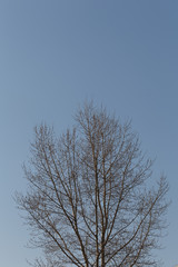 Lonely tree on a sunny day against the blue sky
