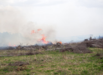 Fototapeta premium płonące drzewa