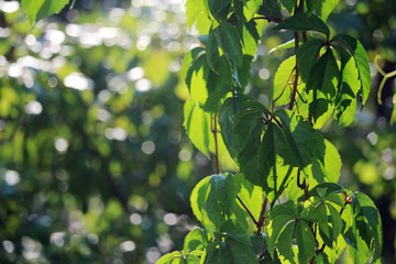 A branch of grape in sunny summer day 