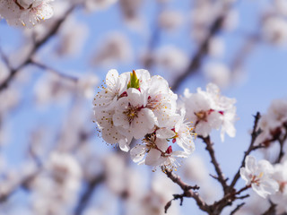 A flowering apricot tree on blue sky background. 