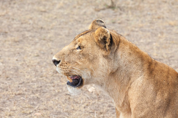 Katze - Löwe in Tansania