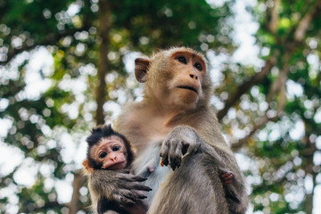 Tender moment in cynomolgus monkey family - mother and child  ( Macaca fascicularis  / Crab-eating macaque) in Sihanoukville, Cambodia, Southeast Asia