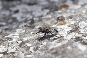 Macro of house flies or fly insect close up on the rock in nature
