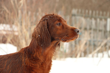 the Irish setter on the hunt, wet icicles, snow