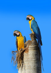 birds nature color 