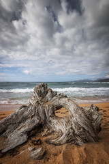 Driftwood on the beach