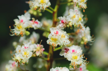 Chestnut tree