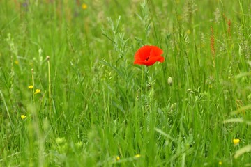Poppy in grass 