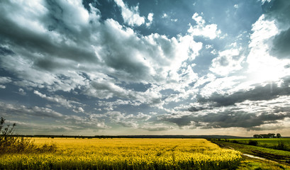 Oilseed rape at flowering