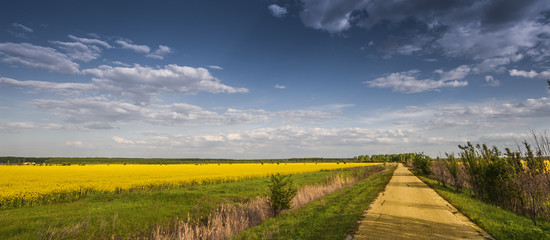 Oilseed rape at flowering