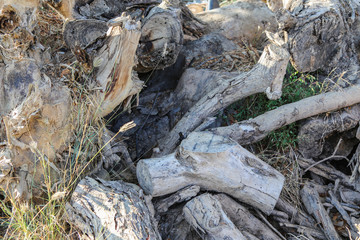 Pile of wood in the garden