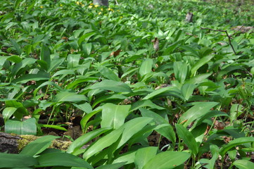 Wild garlic ramson or bear garlic growing in forest in spring