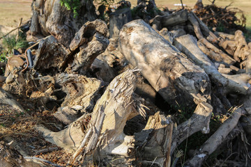 Pile of wood in the garden