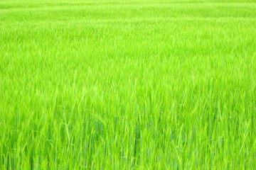Green wheat field