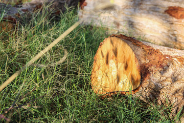 Pile of wood in the garden