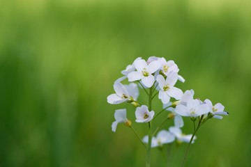 Spring Cuckooflower (Cardamine pratensis or lady's smock) against soft green background