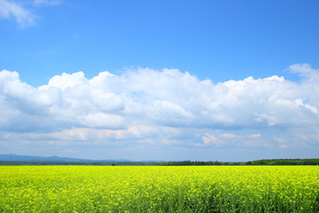 Fototapeta premium Rapeseed field and blue sky with clouds 
