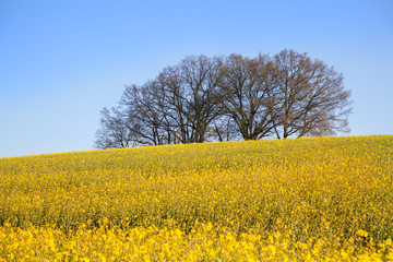 Rapsfeld im Fr&uuml;hling