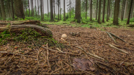 Pilz im Wald