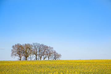 Rapsfeld im Frühling