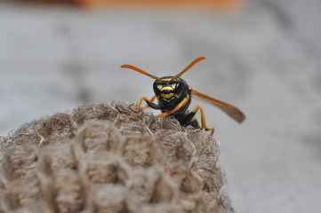 Wasp on honeycomb. Wasp get out from honeycombs