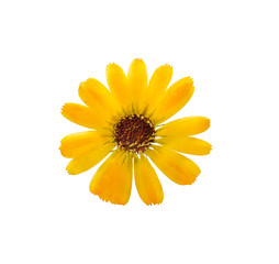Pressed and dried delicate flower of calendula officinalis