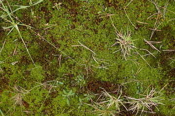 Green moss with grass and dry leaves background