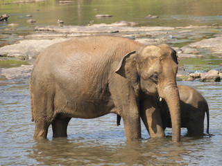 Asian elephant, mother and baby having bath in river on Sri Lanka - Elephas maximus