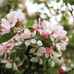 Spring blossom