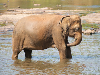 Adult asian elephants having bath in river - Elephas maximus