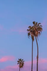 Papier Peint photo Lavable Palmier Tall thin three palm trees in California with purple pink sunset sky in background