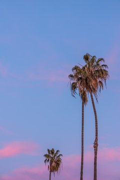 Tall thin three palm trees in California with purple pink sunset sky in background
