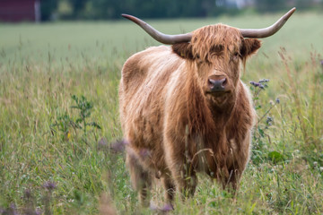 Bull with long horns