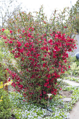 Japanese Quince