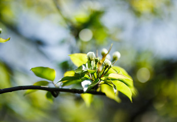 Blossom tree flowers closeup photo, morning light