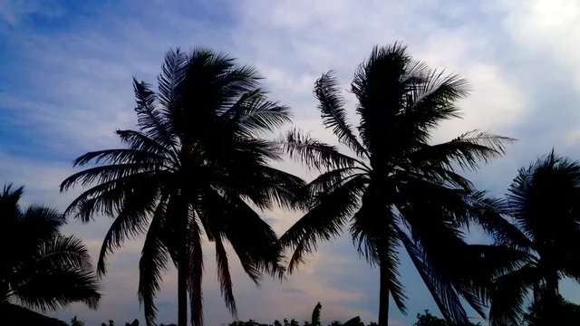 Silhouette of palm tree with windy at dusk,handheld video