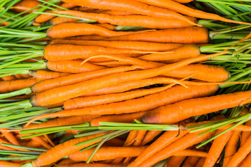 Baby Carrots. Fresh organic carrots