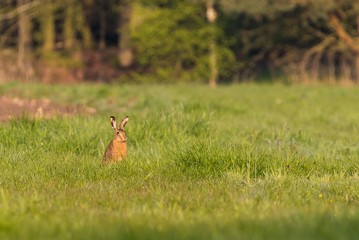 Obraz na płótnie Canvas Single wild hare with big ears sits on meadow