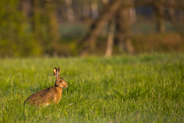 Single wild hare with big ears sits on green meadow
